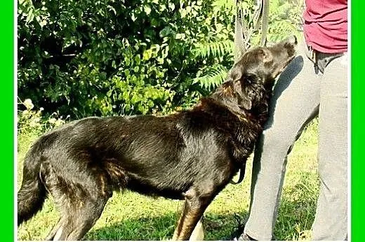30kg,spokojny,łagodny,zrównoażony pies WIESIEK.Ado