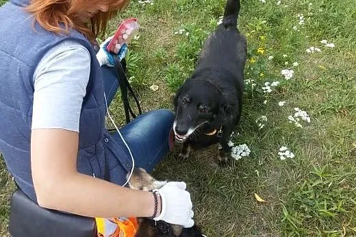 Bibi - piesek o smutnych oczach szuka domku!,  mazowieckie Warszawa