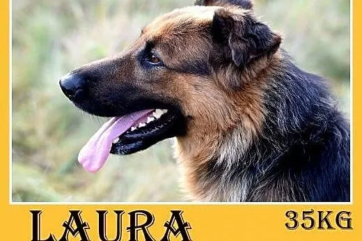 35kg,owczarek niem.mix,łagodna,przyjazna,wesoła suka LAURA.Adopcja,  małopolskie Kraków