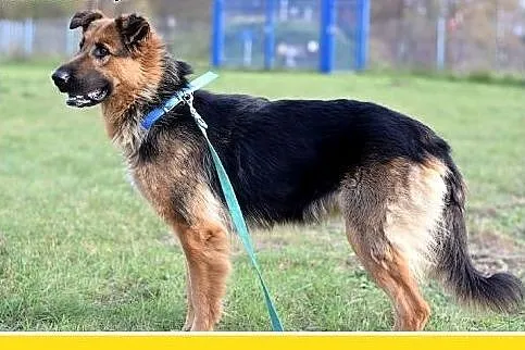 35kg,owczarek niem.mix,łagodna,przyjazna,wesoła su