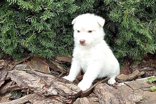 Siberian husky girl