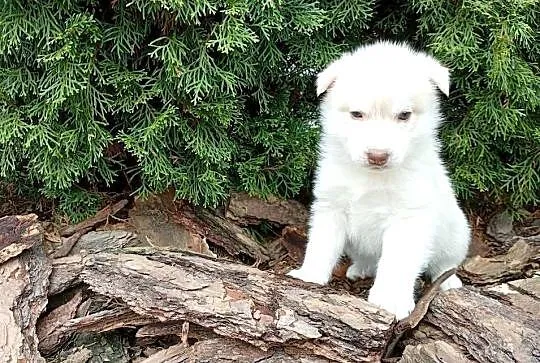 Siberian husky girl, Śląskie, Racibórz