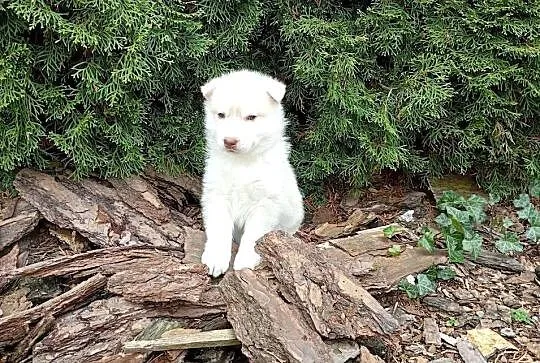 Siberian husky girl, Śląskie, Racibórz