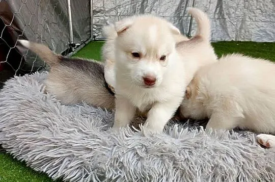 Siberian husky girl, Śląskie, Racibórz