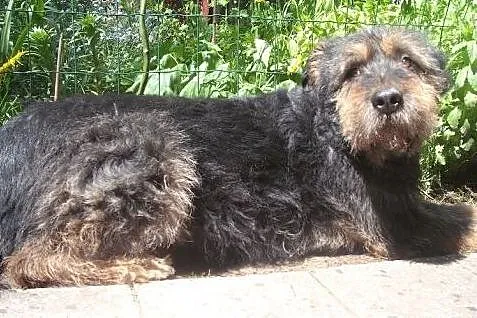 Do adopcji - Tobiczek czeka na opiekuna  i dom.,  Kundelki cała Polska