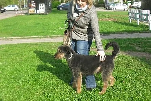 Do adopcji - Tobiczek czeka na opiekuna  i dom.,  