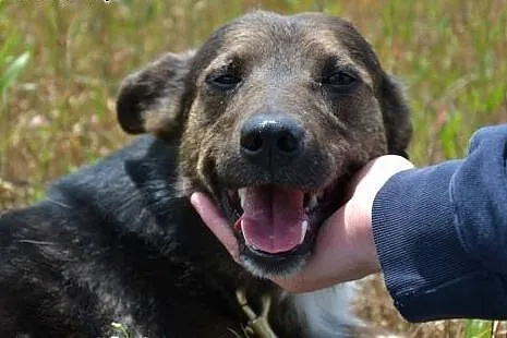 Misio uratowany z ulicy okrutnie płacze  w schroni