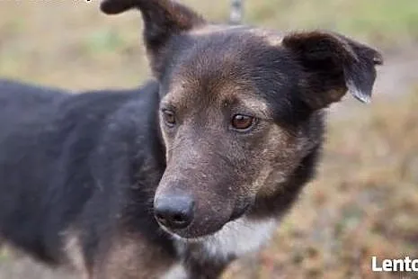 Misio uratowany z ulicy okrutnie płacze  w schroni