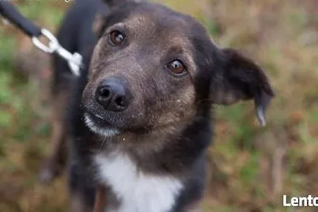 Misio uratowany z ulicy okrutnie płacze  w schroni
