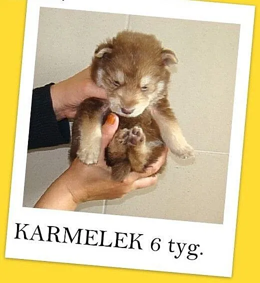 6 tyg.szczeniak,piesek docelowo średni KARMELEK.Ad