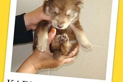 6 tyg.szczeniak,piesek docelowo średni KARMELEK.Ad