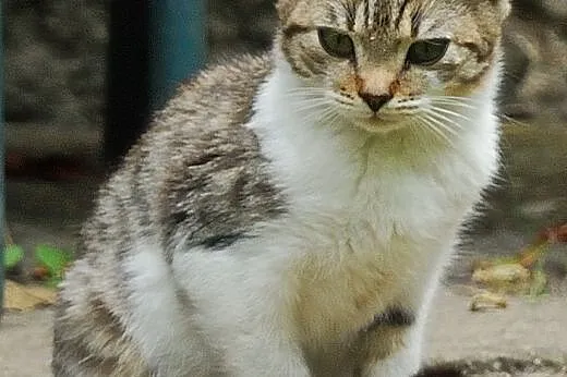 Kotek szuka domu,  dolnośląskie Kłodzko