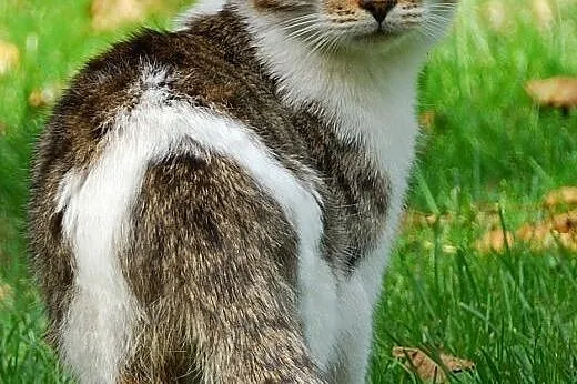 Kotek szuka domu,  dolnośląskie Kłodzko