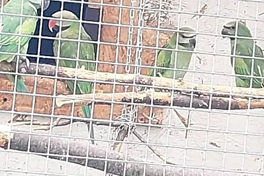 Papugi