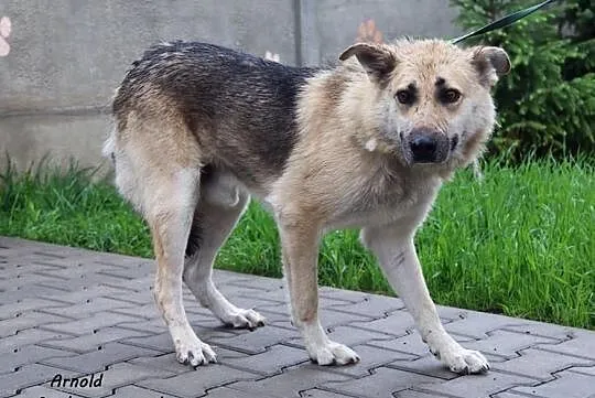 Arnold - spokojny, owczarkowaty psiak, Mazowieckie, Nowy Dwór Mazowiecki