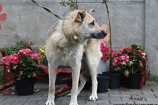 Arnold - spokojny, owczarkowaty psiak, Mazowieckie, Nowy Dwór Mazowiecki