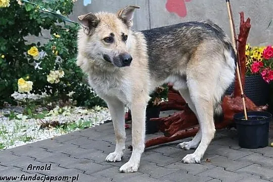 Arnold - spokojny, owczarkowaty psiak, Mazowieckie, Nowy Dwór Mazowiecki