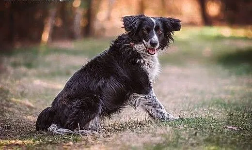Holly- 13 kg mini Border Collie, przyjacielska, su