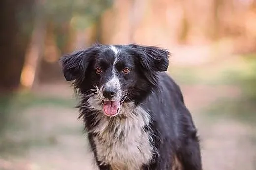 Holly- 13 kg mini Border Collie, przyjacielska, su