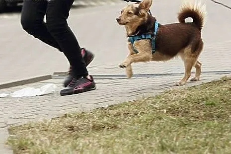 Ok. 3,5-roczna GAJA- większość życia spędziła za k