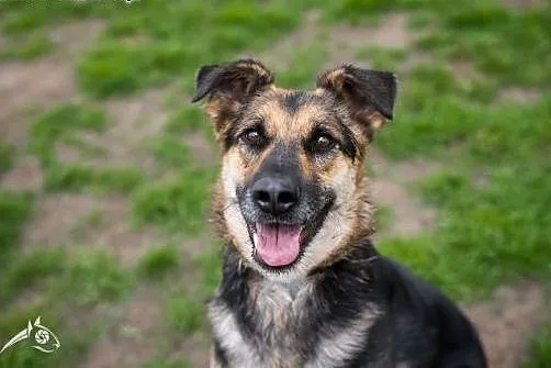 Leo- piękny mix owczarka niemieckiego! ;-),  małopolskie Kraków