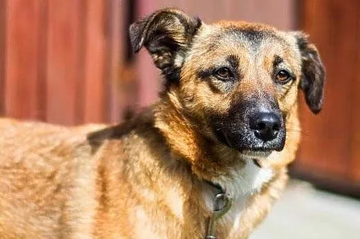 SURI - 1,5 roczna sunia wyrzucona w lesie do adopc