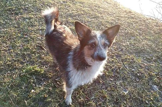Krysia - miniaturowa sunia (7Kg) do pilnej adopcji