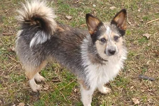 Krysia - miniaturowa sunia (7Kg) do pilnej adopcji