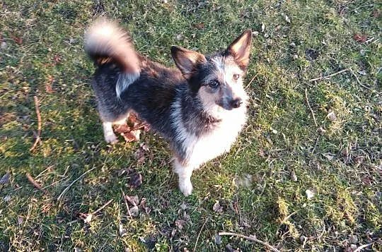 Krysia - miniaturowa sunia (7Kg) do pilnej adopcji