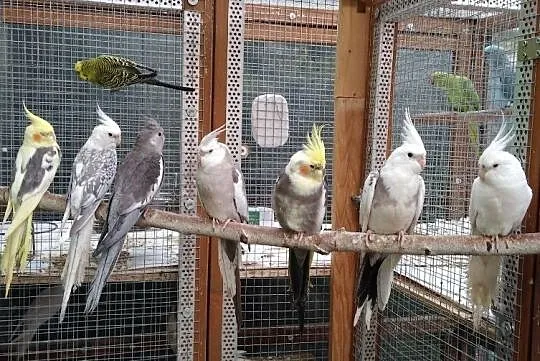 Papugi Nimfy samce i samica: Albino, Żółte Szeki, , Podłęże