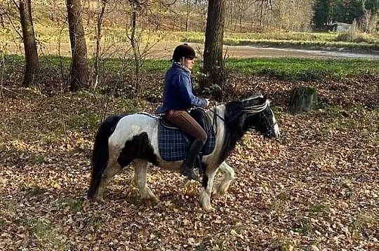 Tinker Gypsy / Irish Cob - dzierżawa wydzierżawię 