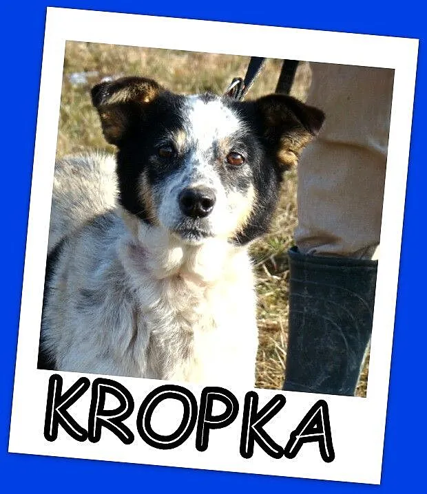Średnia 10 kg,łaciata sunia KROPKA, łagodna,grzecz