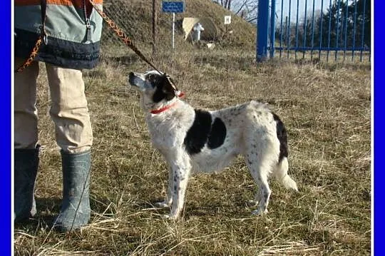 Średnia 10 kg,łaciata sunia KROPKA, łagodna,grzecz