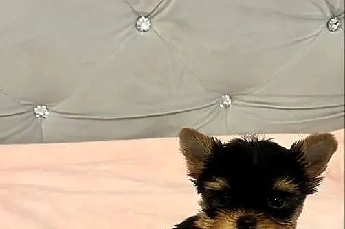 Yorkshire terrier mini, Pomorskie, Gdańsk