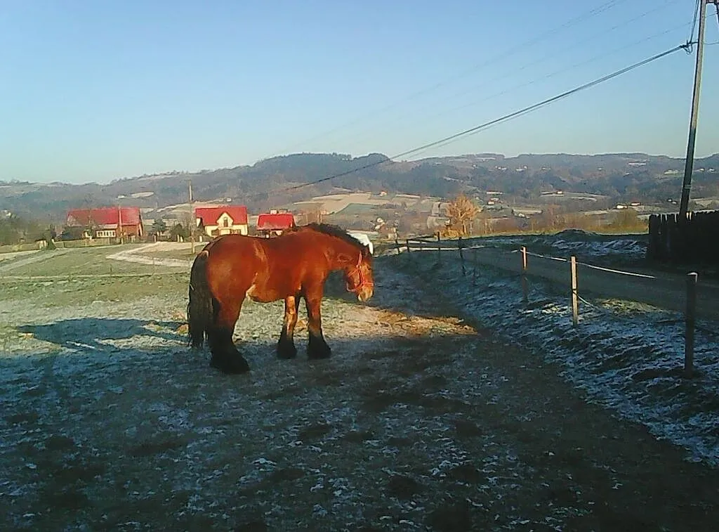 Sprzedam ogiera (Arden), , Siemiechów k Tuchowa