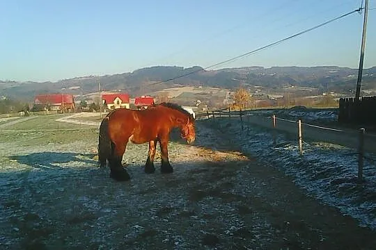 Sprzedam ogiera (Arden), , Siemiechów k Tuchowa