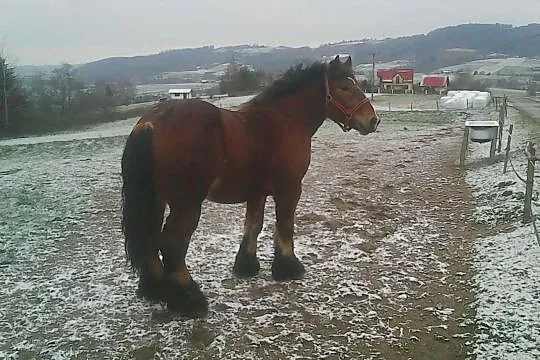 Sprzedam ogiera (Arden), , Siemiechów k Tuchowa