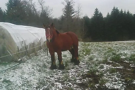 Sprzedam ogiera (Arden), , Siemiechów k Tuchowa