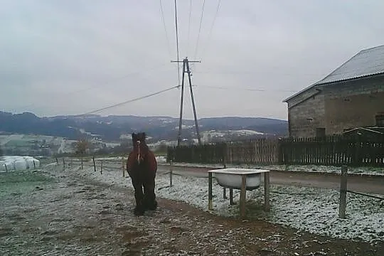 Sprzedam ogiera (Arden), , Siemiechów k Tuchowa