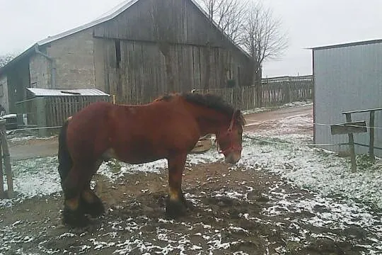 Sprzedam ogiera (Arden), , Siemiechów k Tuchowa