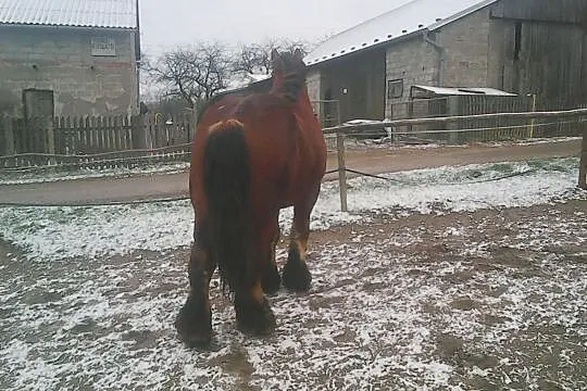 Sprzedam ogiera (Arden), , Siemiechów k Tuchowa