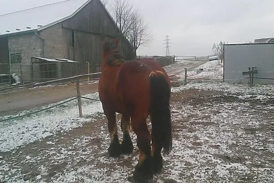 Sprzedam ogiera (Arden), , Siemiechów k Tuchowa