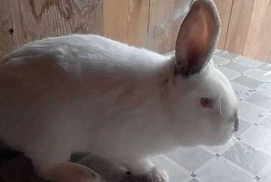 Samiec Kalifornia waga ok 3.5 kg polecam, Świętokrzyskie, Czarzyzna