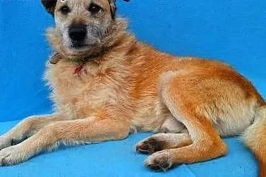 WOJTUŚ - cudowny psiak o idealnym charakterze do adopcji,  mazowieckie Warszawa