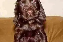 Cocker spaniel suczka