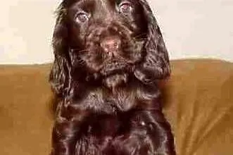 Cocker spaniel suczka