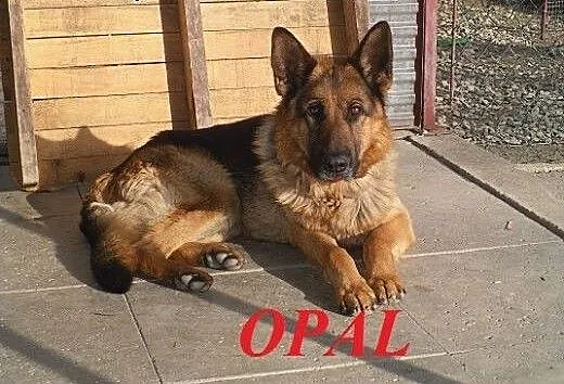 OPAL - piękny psiak szuka odpowiedzialnego domu,
