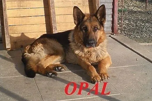 OPAL - piękny psiak szuka odpowiedzialnego domu,  