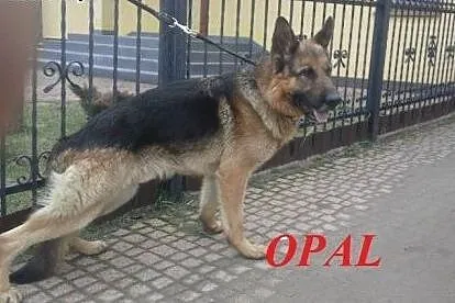 OPAL - piękny psiak szuka odpowiedzialnego domu,  