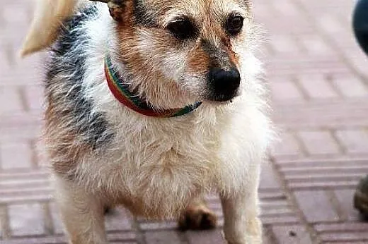 HAPS mały, kochany, dobry piesek czeka w schronisk
